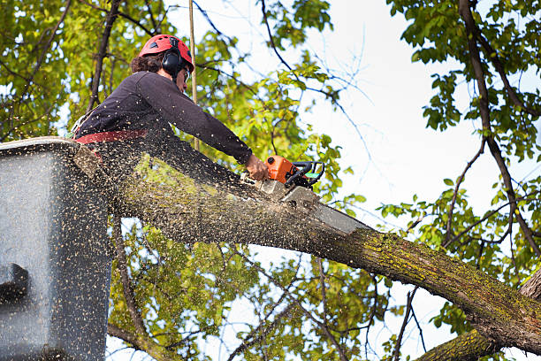 Best Tree Removal for Businesses  in Ponderosa Park, CO